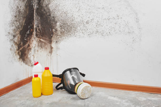 Mold Removal and Inspection in Paulina, LA