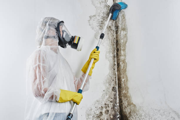 Best Best Mold Removal Companies  in Paulina, LA