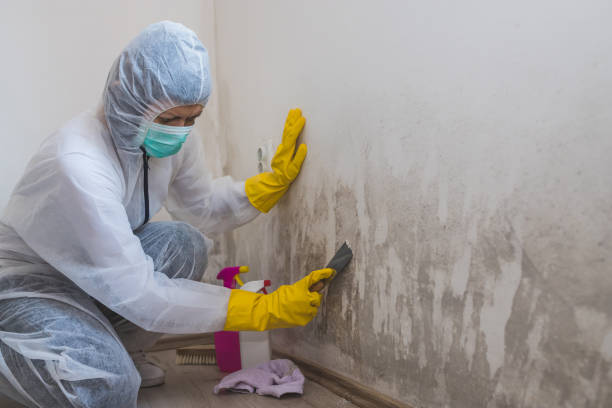 Crawl Space Mold Removal in Paulina, LA