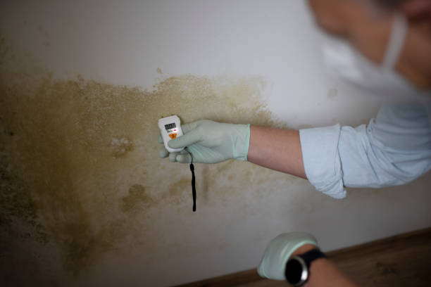 Mold Testing and Removal in Paulina, LA
