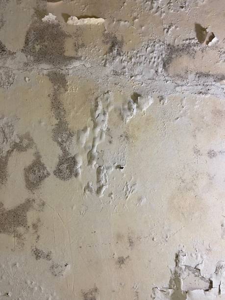 Trusted Paulina, LA Mold Removal Experts